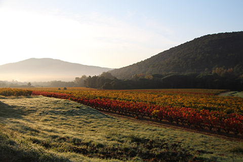 Local Vinyards